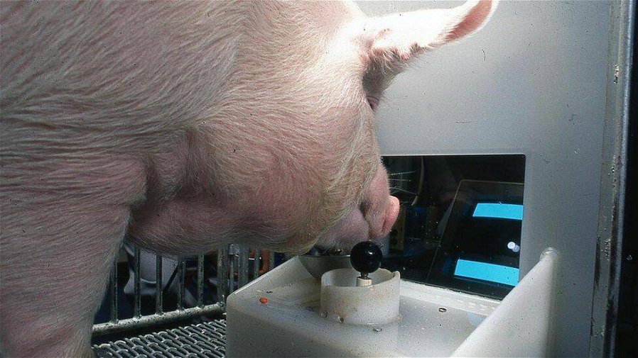 Immagine di I maiali sono in grado di giocare ai videogiochi, dimostra uno studio
