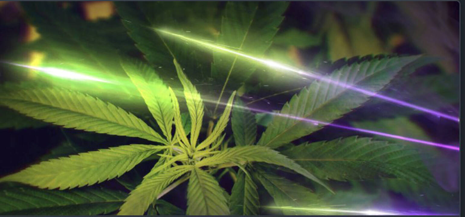 Call of Duty Warzone, un leak svela un DLC a tema... marijuana