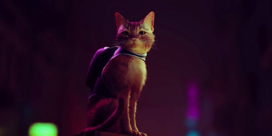 Immagine di Il micio di Stray è così adorabile da aver conquistato il cuore dei gatti veri