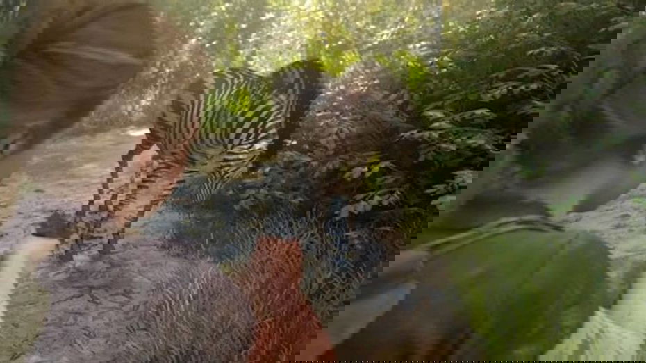 Immagine di Qualcuno ha trasformato The Last of Us 2 in una serie Netflix