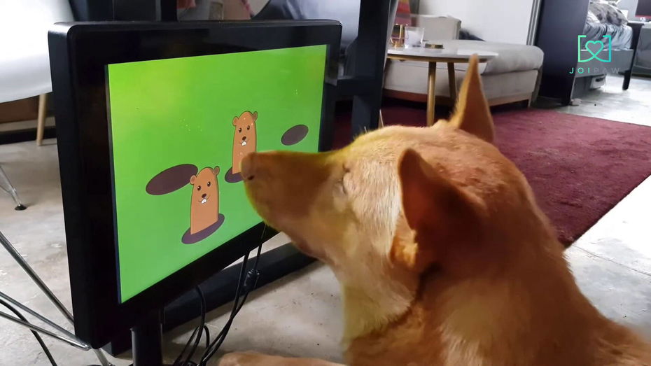 Immagine di Joipaw è la prima console per cani e sembra bellissima