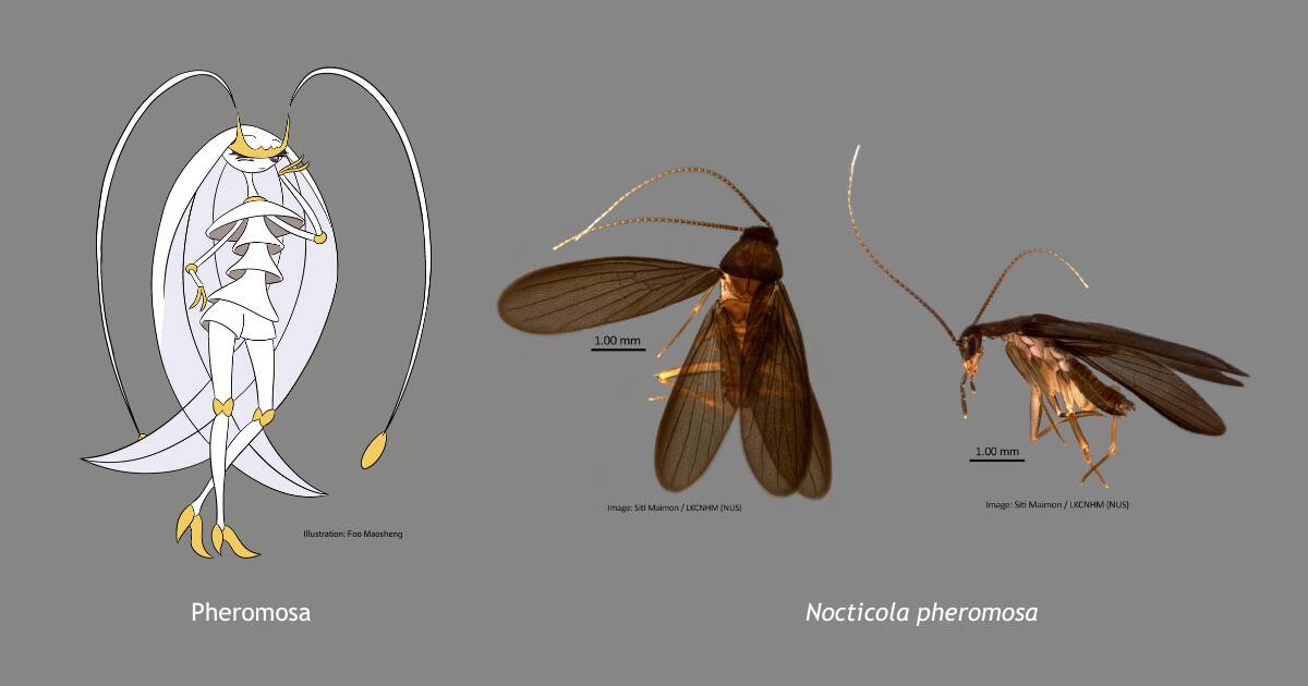 Scienziati scoprono un nuovo scarafaggio e lo chiamano come un Pokémon
