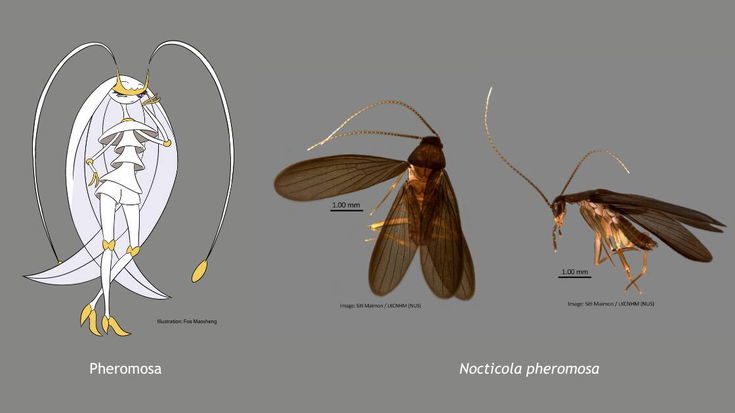 Scienziati scoprono un nuovo scarafaggio e lo chiamano come un Pokémon