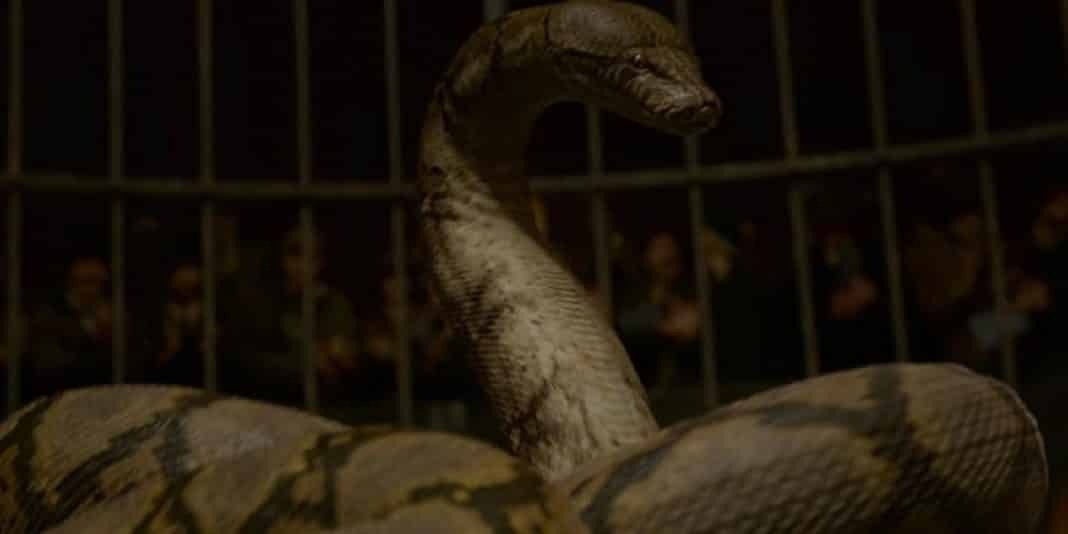 Nagini - Storia della Magia per Babbani
