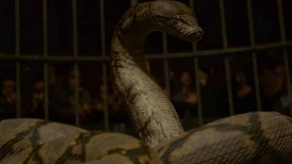 Immagine di Nagini - Storia della Magia per Babbani