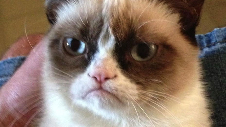 Immagine di Grumpy Cat, morta la gatta 'imbronciata' più famosa del web