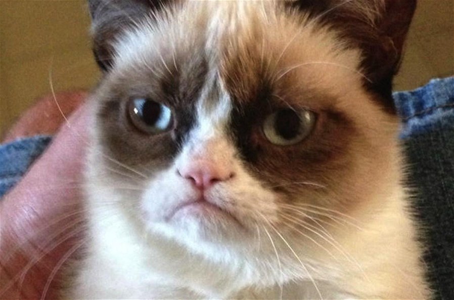 Immagine di Grumpy Cat, morta la gatta 'imbronciata' più famosa del web