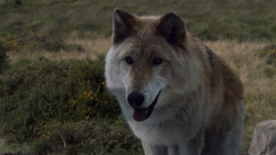Immagine di Game of Thrones: morto il cane Odin, interprete di Summer